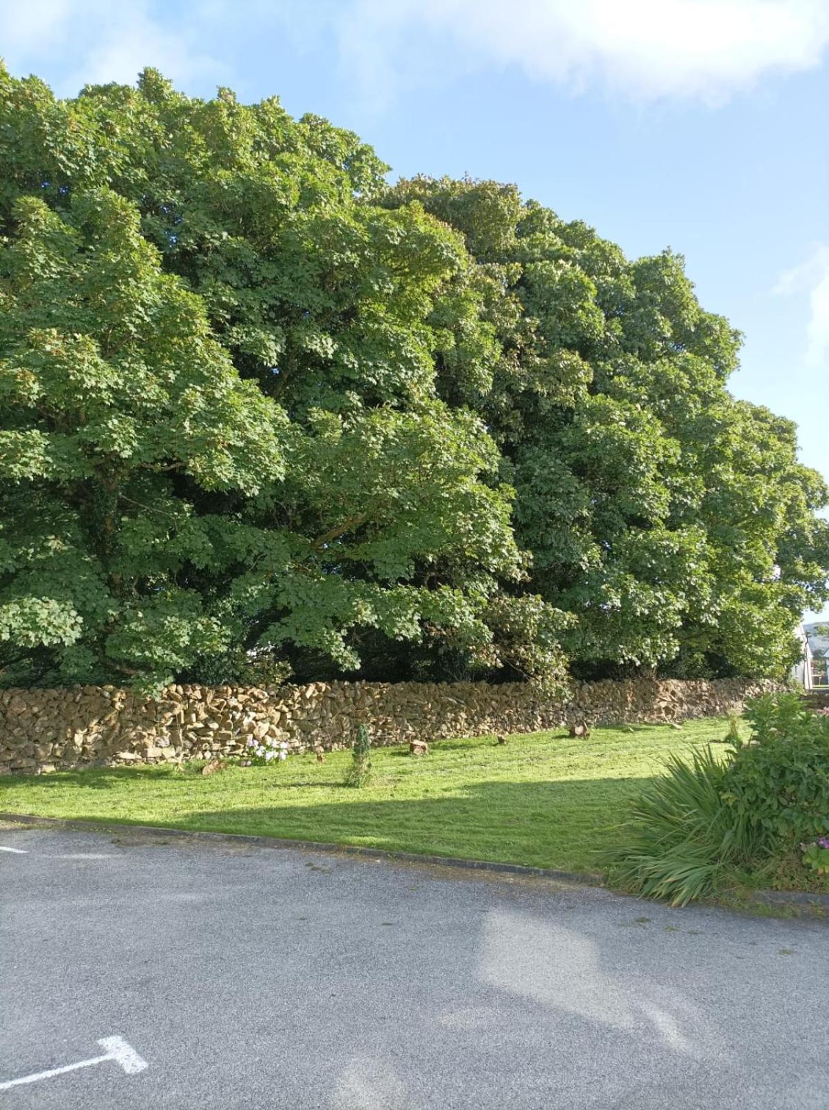 Mountain View Guesthouse Oughterard Exterior foto
